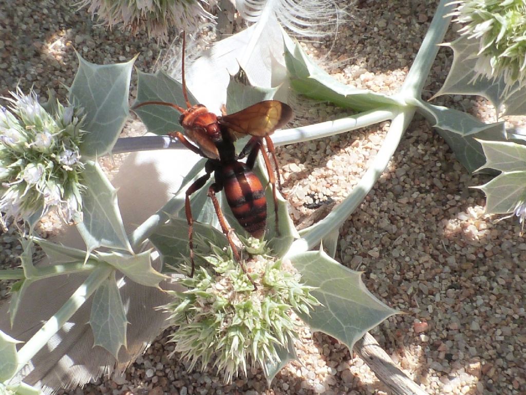 Pompilidae; enorme Cryptocheilus: C. rubellus